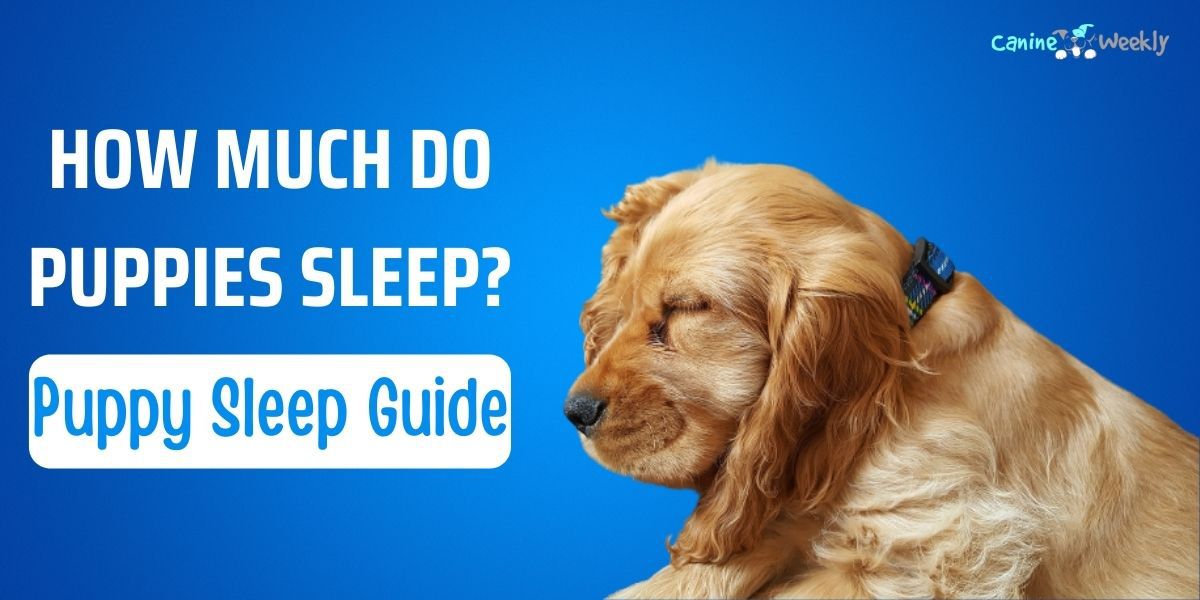 How Much Do Puppies Sleep Puppy Sleep Guide