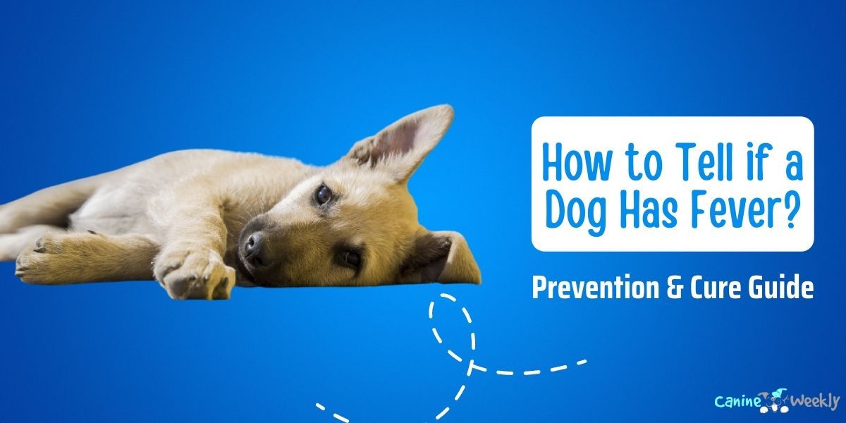 how-to-tell-if-a-dog-has-fever-prevention-cure-guide