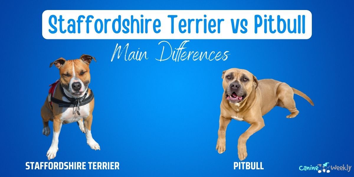 pitbull vs american pitbull terrier