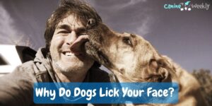 Why Do Dogs Lick Your Face? What You Should Know