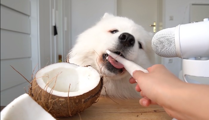 Best Way to Feed Coconut to Dogs