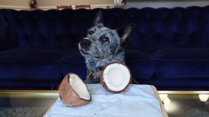 Dog is Eating Coconut