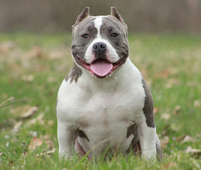 Pocket Pitbull Dog Breed Physical Appearance