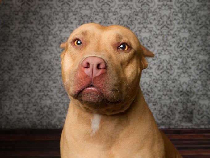 The American Pitbull Terrier