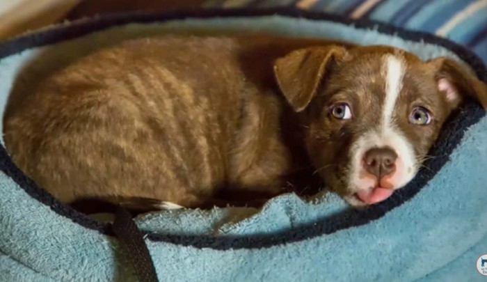Where Is The Pocket Pitbull Dog Breed From