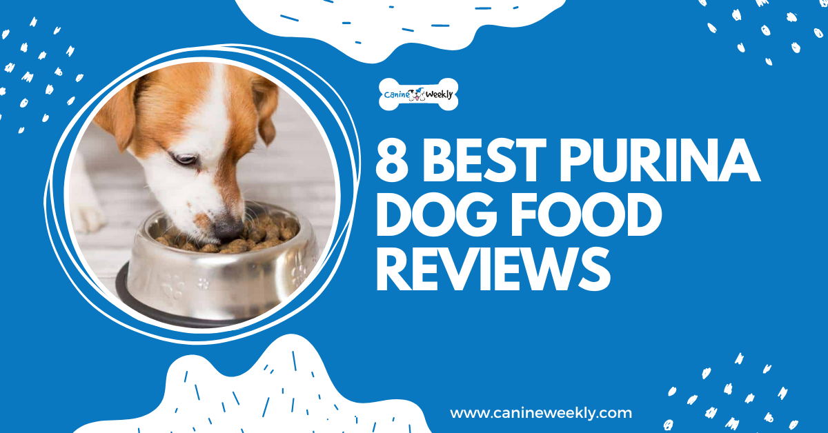 8 Best Purina Dog Food Reviews