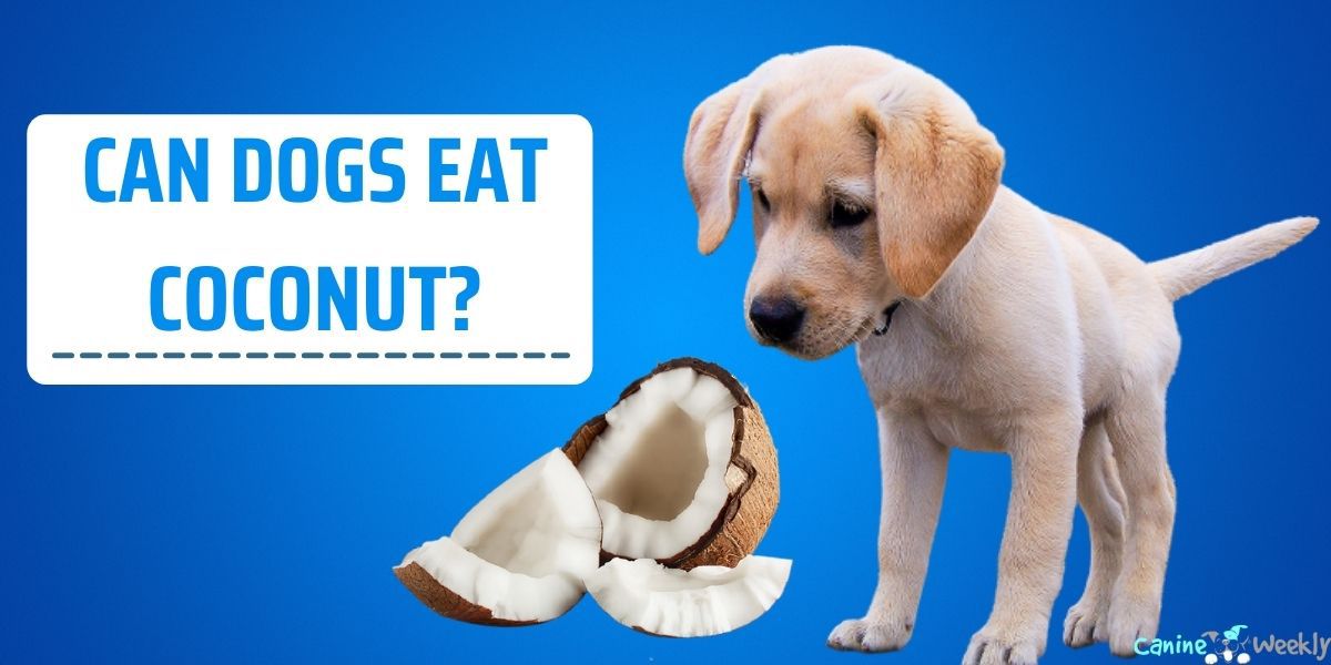 can dogs eat coconut ice cream