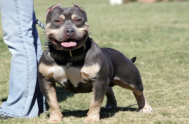 pocket-pitbull