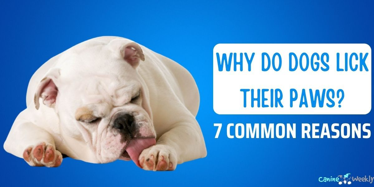 Why Do Dogs Lick Their Paws? 7 Common Reasons