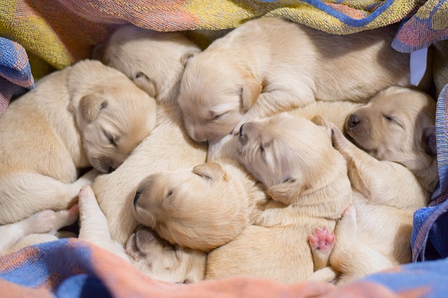 Reasons Why a Dog May Eat Her Puppies