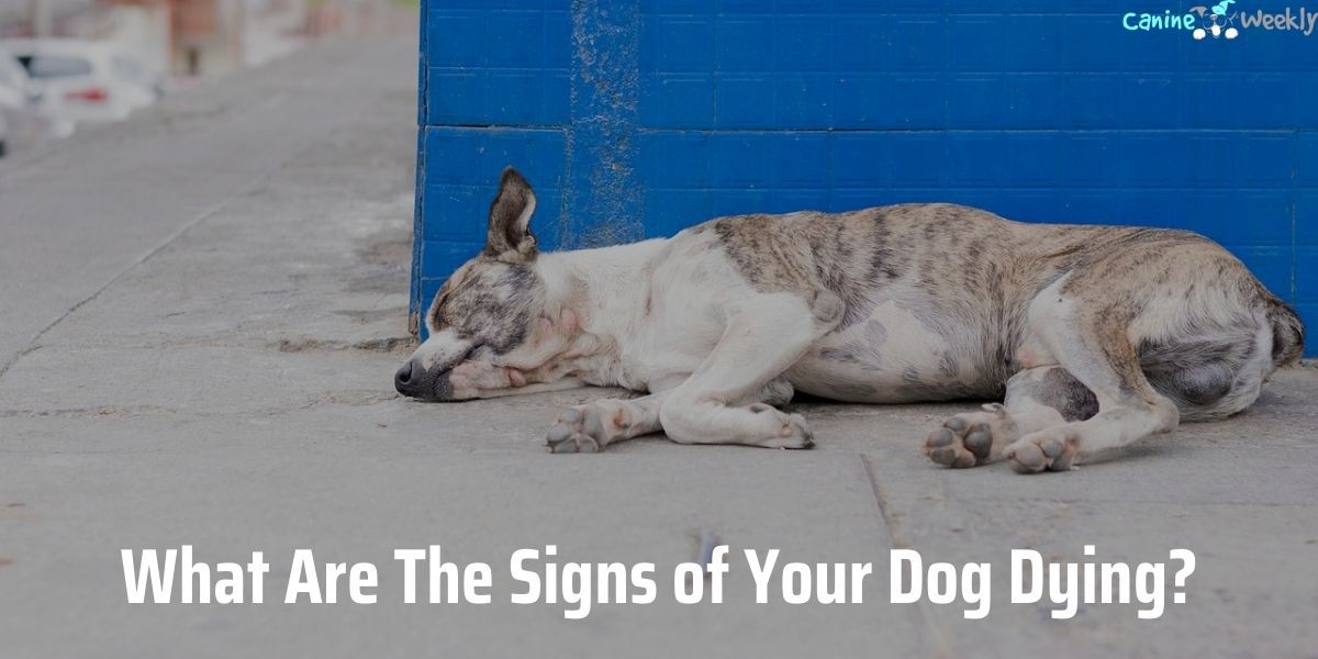 What Are The Signs Of Your Dog Dying 
