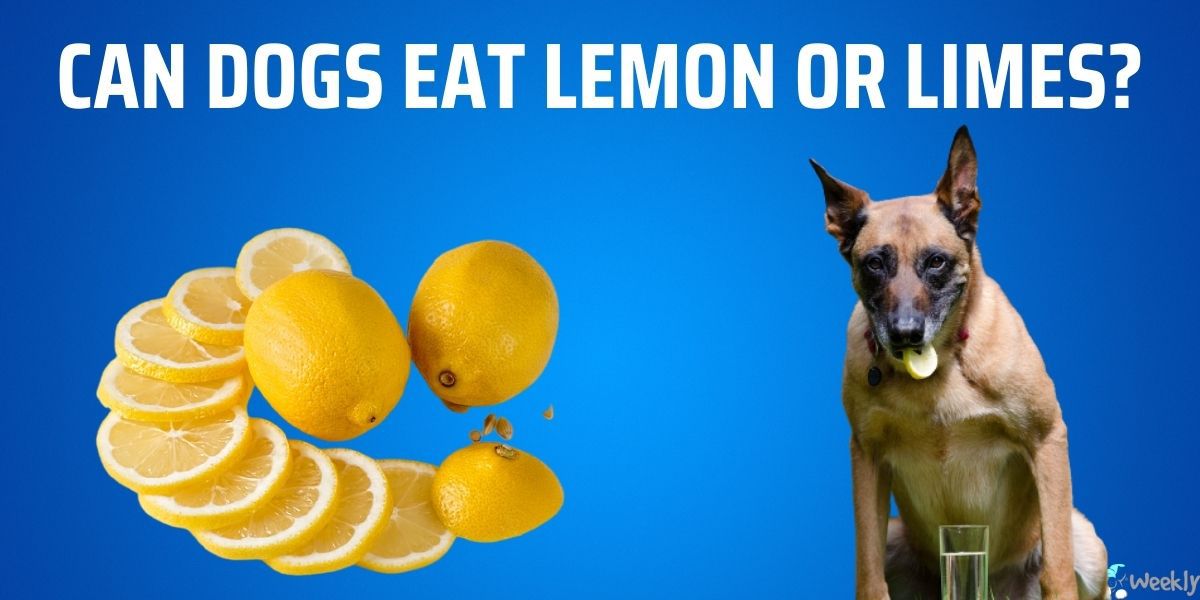 can dogs eat lemon pepper