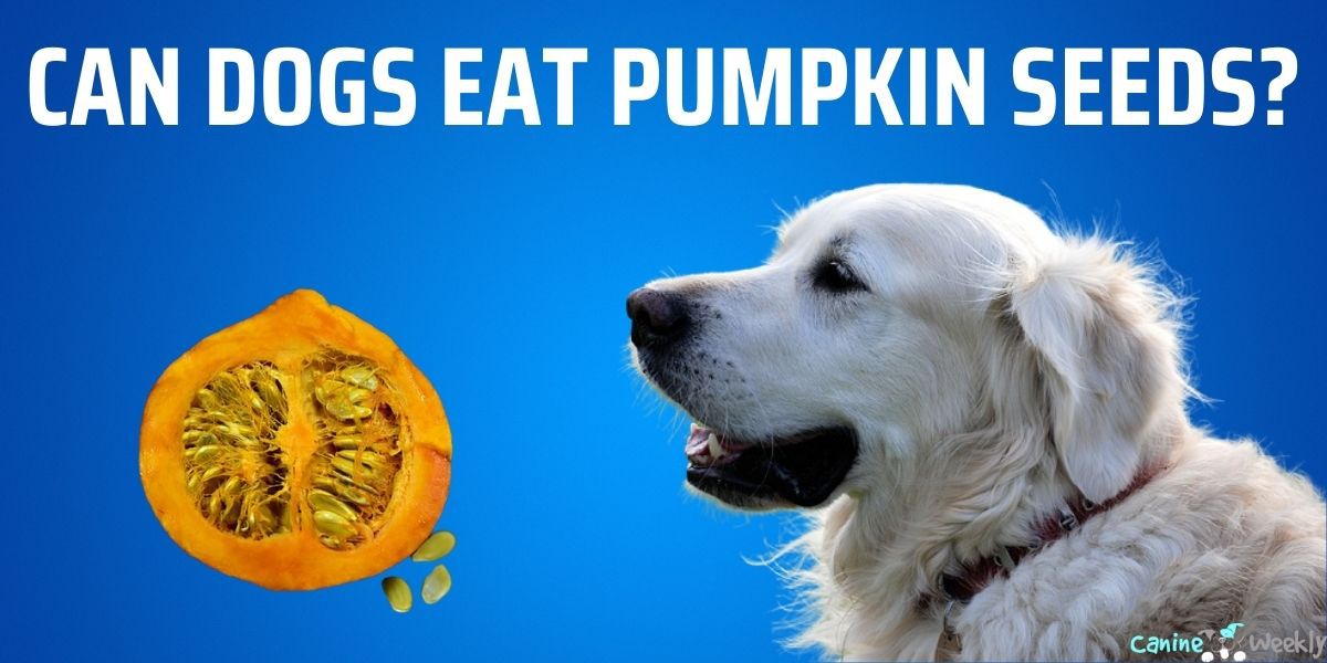 can puppies eat pumpkin seeds