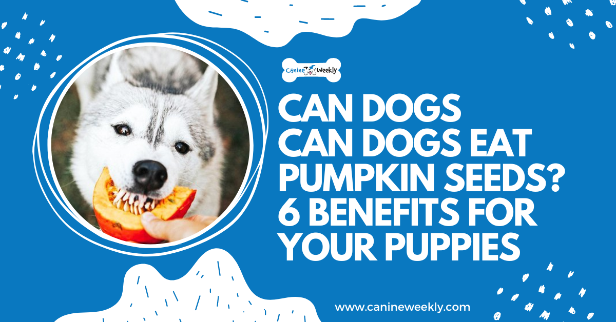 Can Dogs Eat Pumpkin Seeds? 6 Benefits for Your Puppies