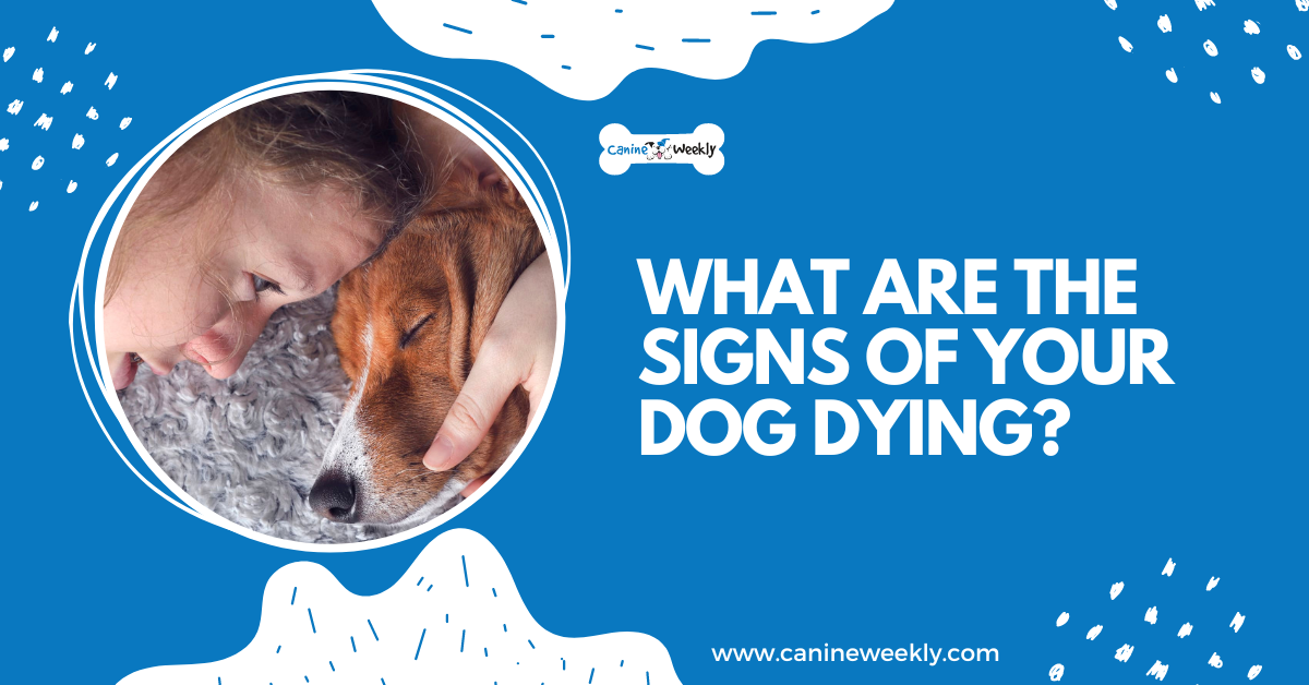 What Are The Signs That My Dog Is Dying