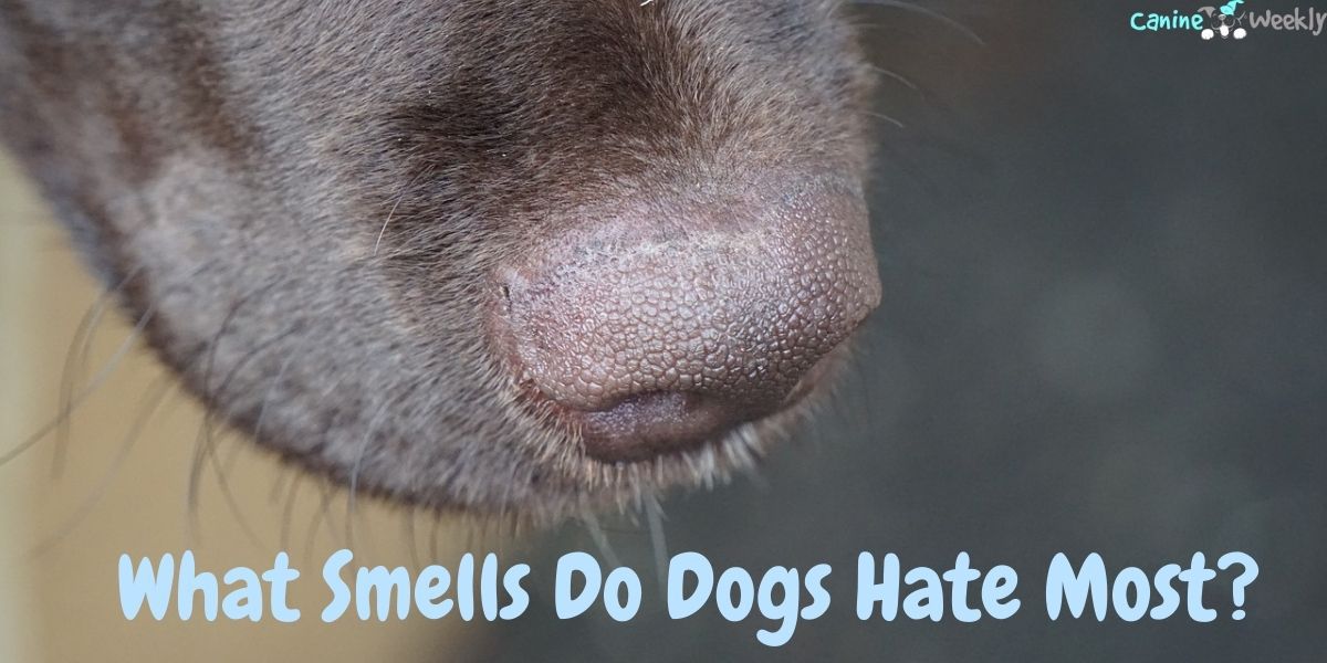 what-smells-do-dogs-hate-most