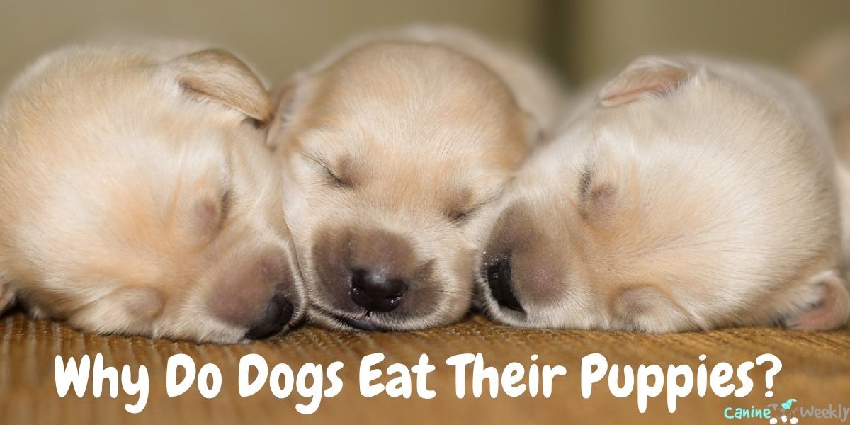 Do Dogs Eat Their Puppies - Dog Not Eating Or Drinking After Having
