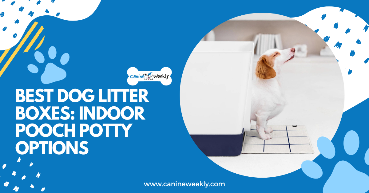 What Is The Best Dog Litter Box