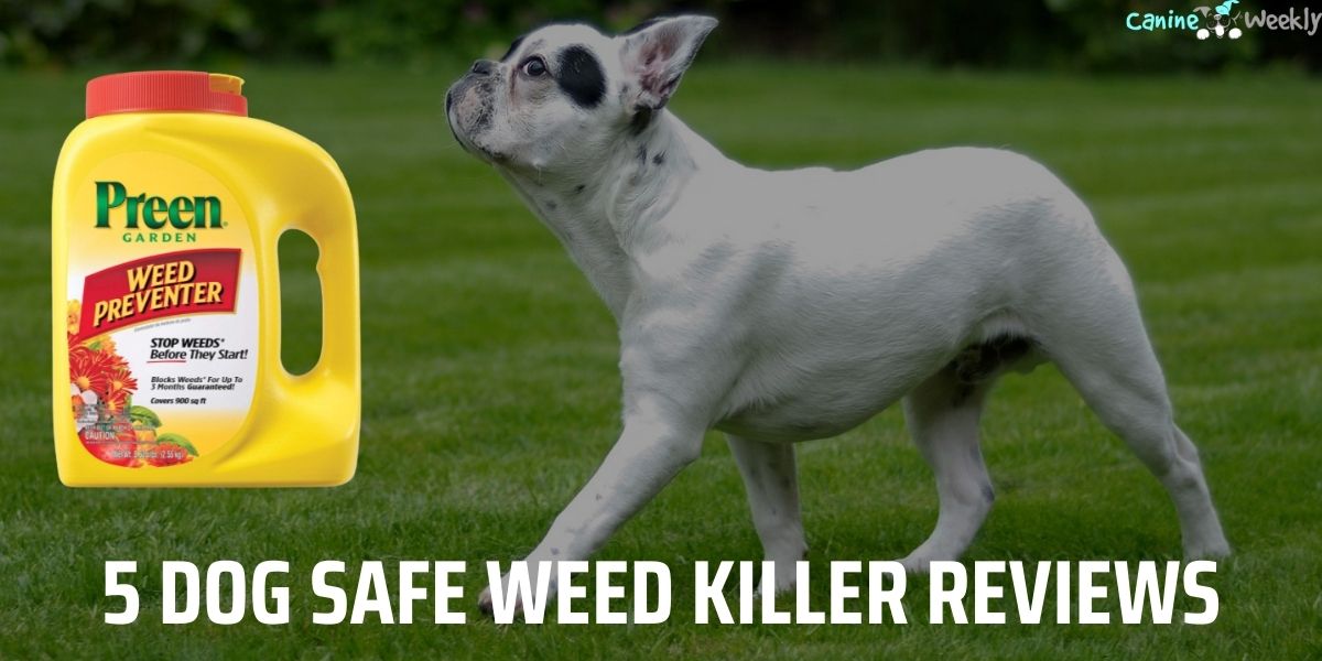 5 Dog Safe Weed Killer Reviews in 2022