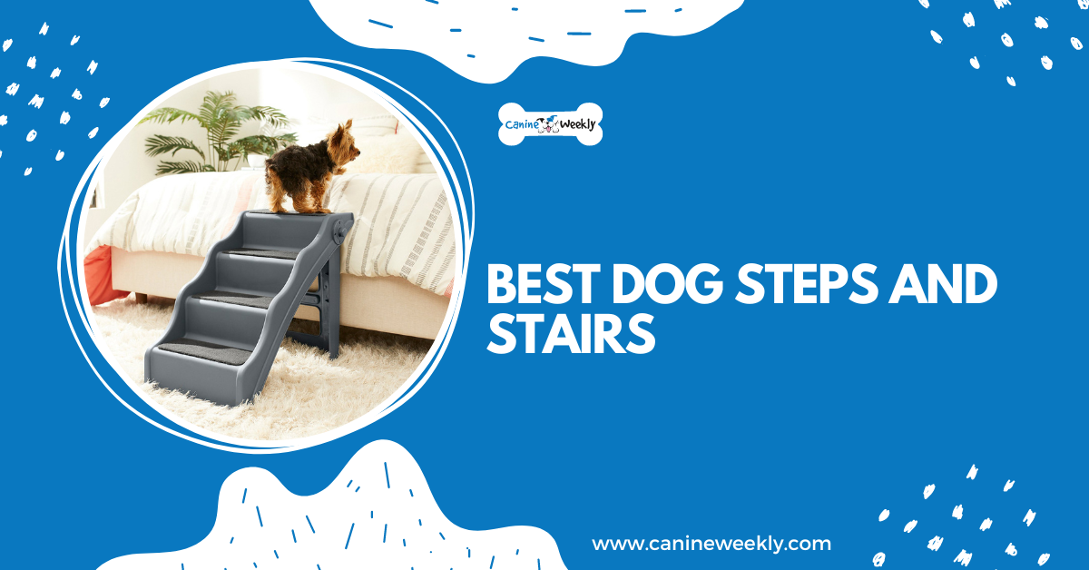 10 Best Dog Steps and Stairs of 2023