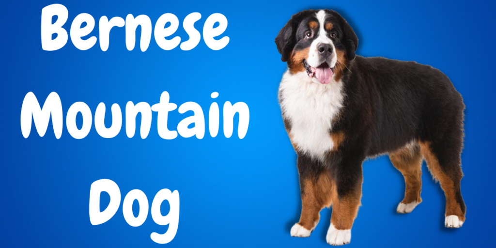 Bernese Mountain Dog