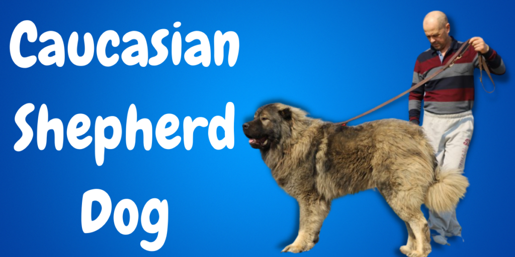 Caucasian Shepherd Dog