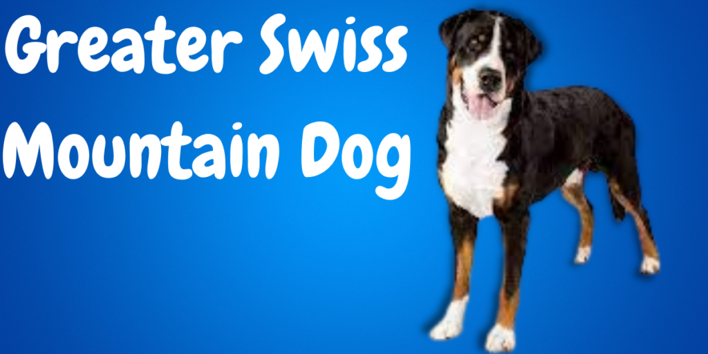 Greater Swiss Mountain Dog