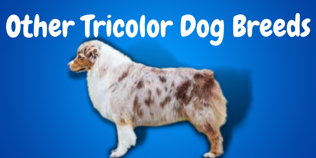 Other Tricolor Dog Breeds