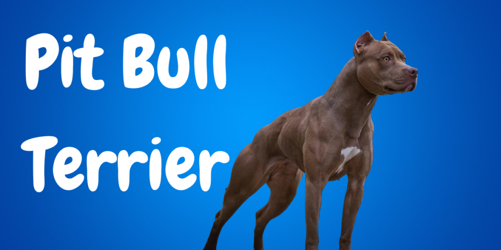 Pit Bull Terrier