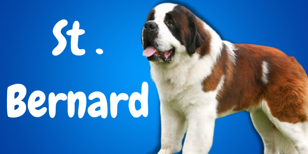 St. Bernard