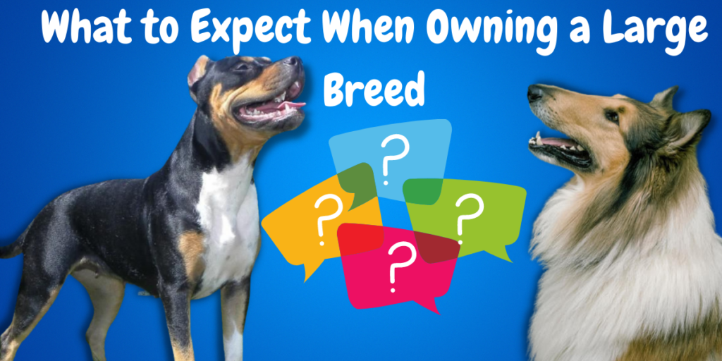 What to Expect When Owning a Large Breed