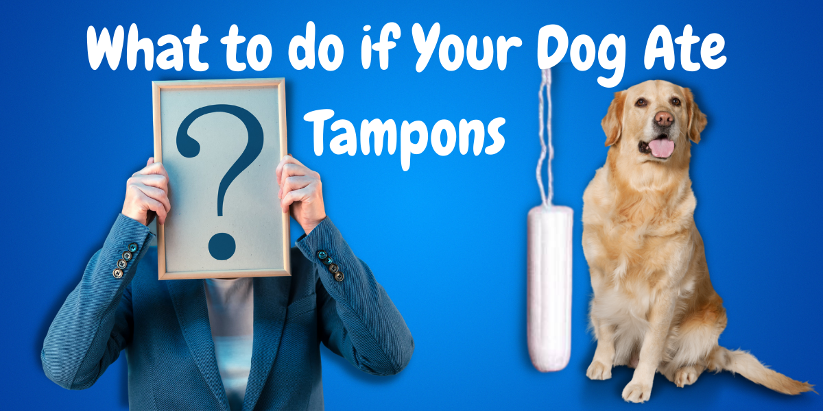 dog-ate-tampons-here-is-what-you-should-do