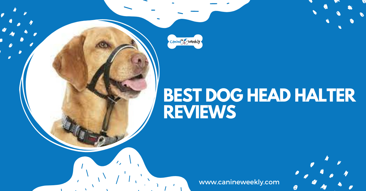 6 Best Dog Head Halter Reviews