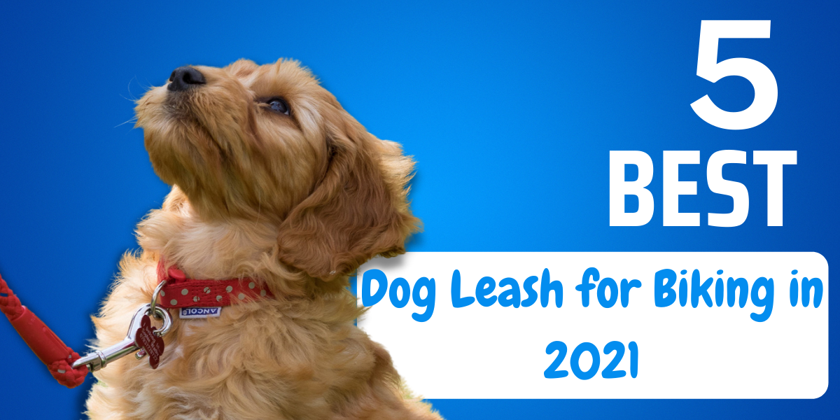 5 Best Dog Leash for Biking in 2023