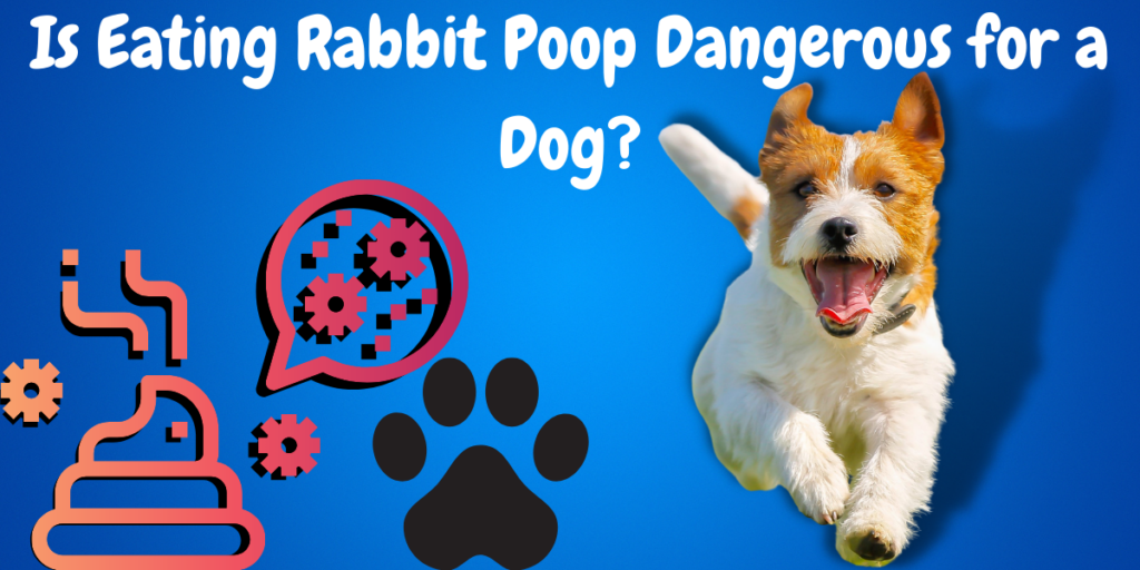 Why Do Dogs Eat Rabbit Poop and How to Stop Them?