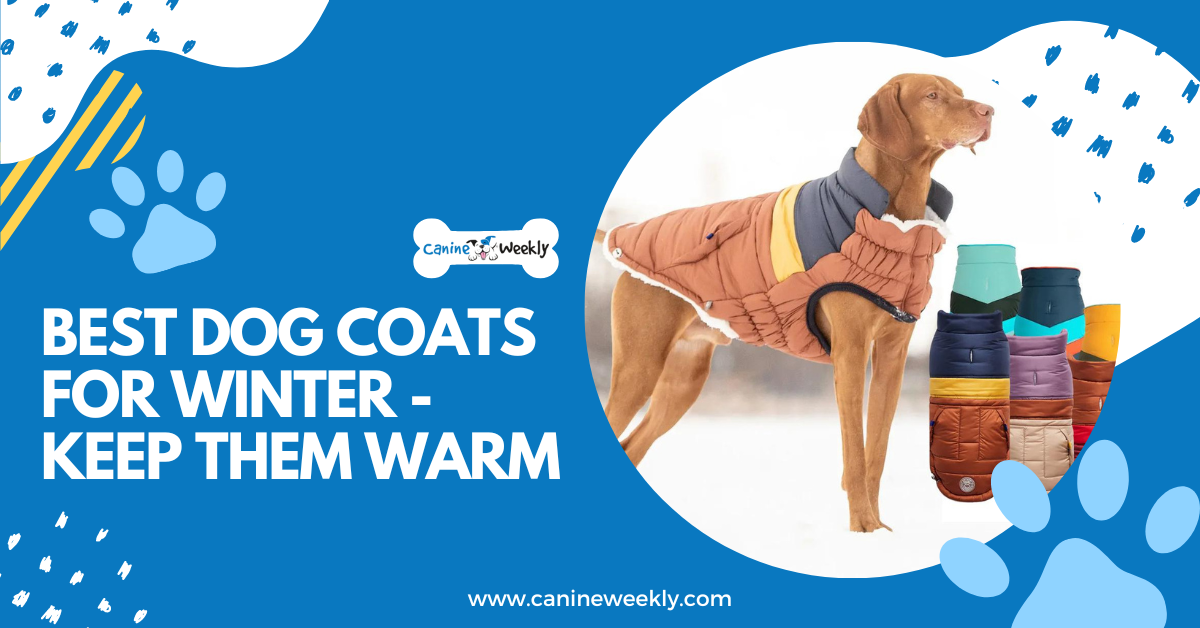 7 Best Dog Coats for Winter Keep Them Warm