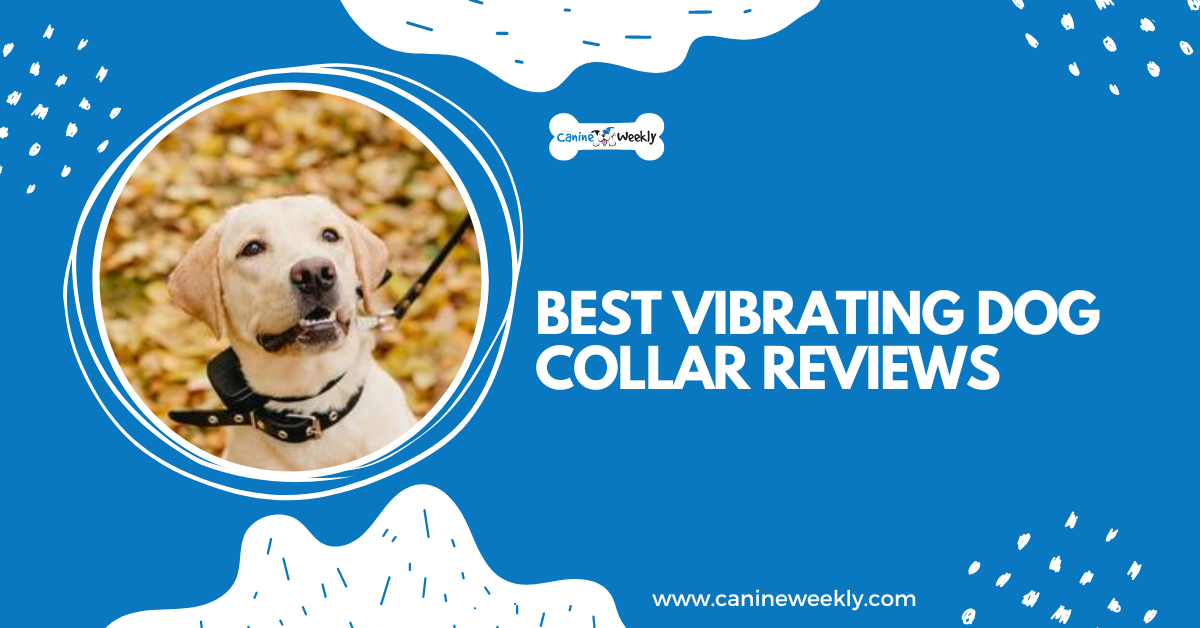 Do Vibration Collars Work On Dogs