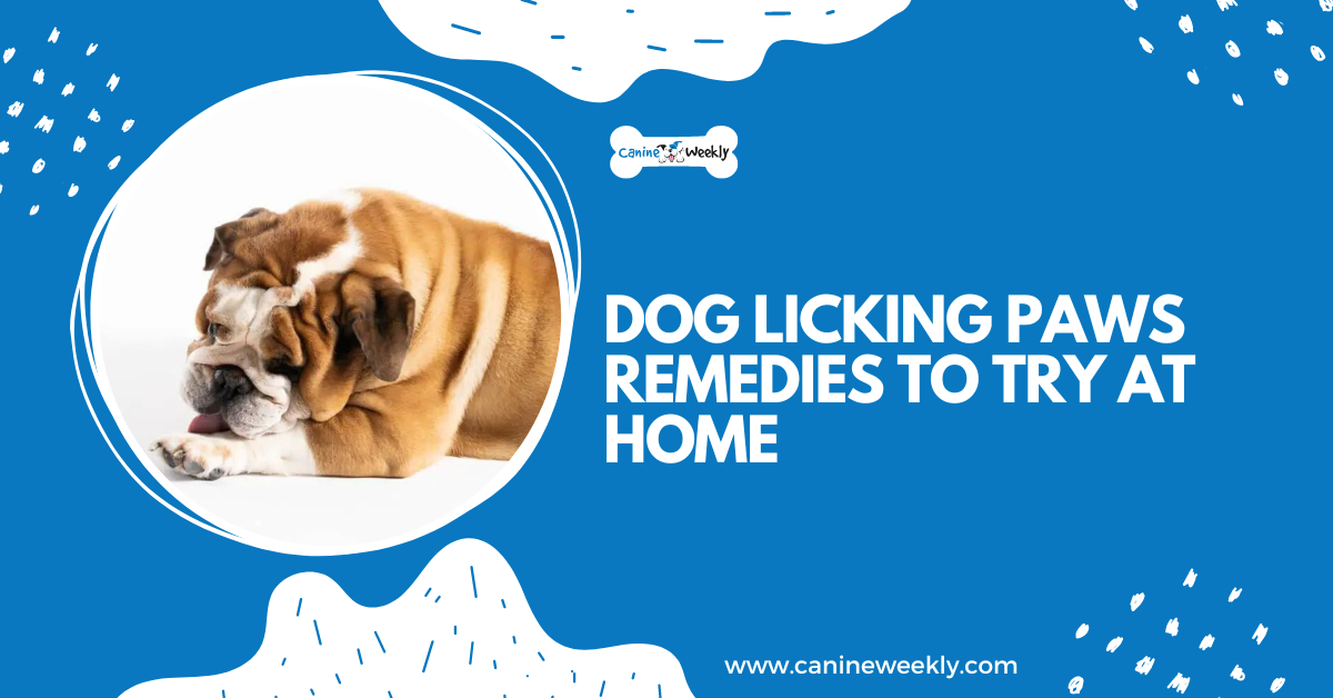 9 Best Home Remedies for Dog Constipation