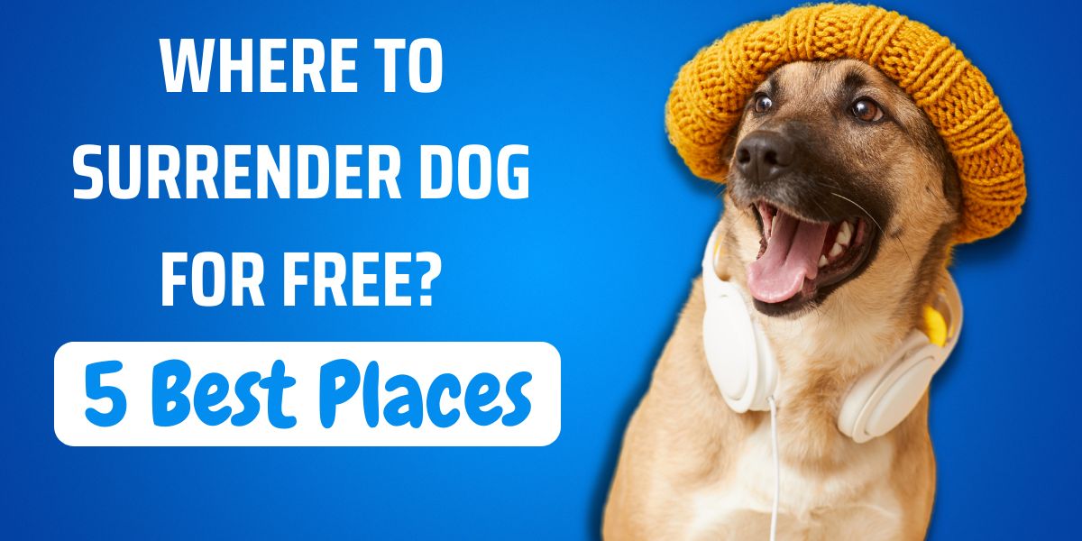 where-to-surrender-dog-for-free-5-best-places