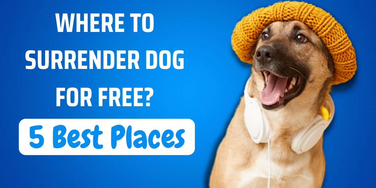 Where To Surrender Dog For Free 5 Best Places