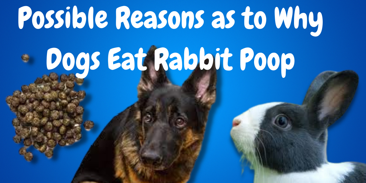 Why Do Dogs Eat Rabbit Poop and How to Stop Them?