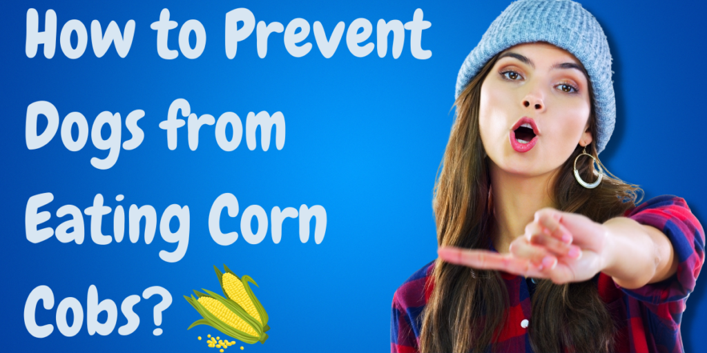 How to Prevent Dogs from Eating Corn Cobs?