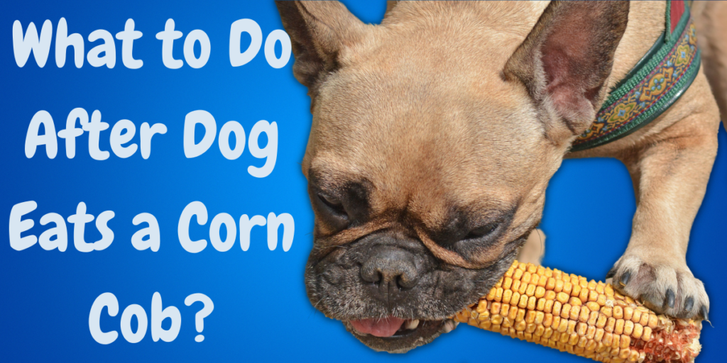 What to Do After Dog Eats a Corn Cob?