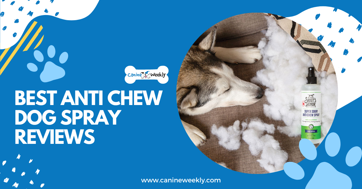 7 Best Anti Chew Dog Spray Reviews in 2023