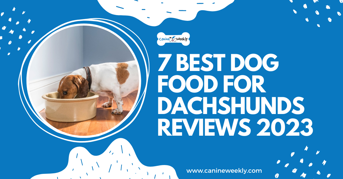 7 Best Dog Food for Dachshunds Reviews 2023