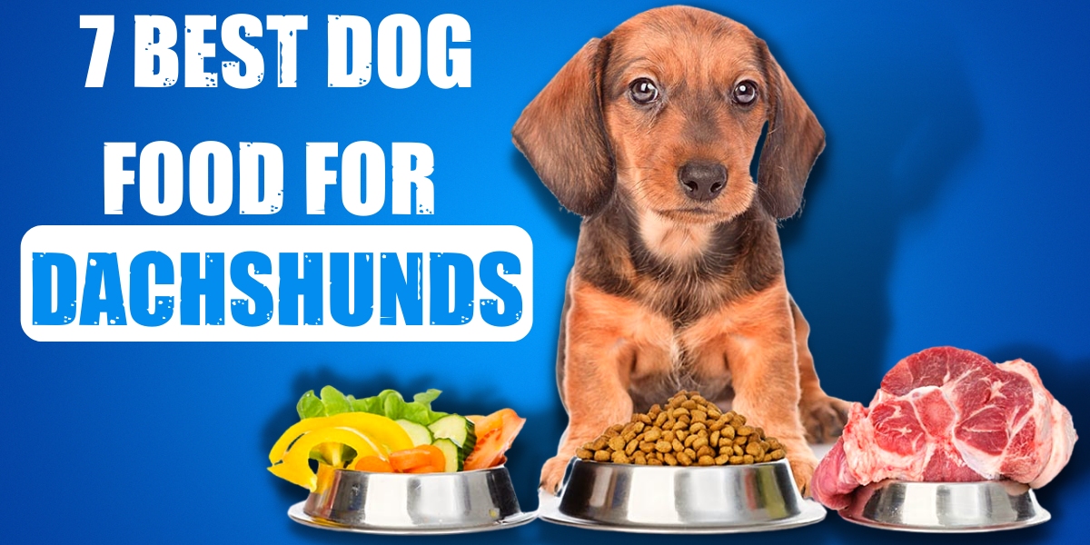 Best Dog Food For Senior Dachshunds Lindaskreamers