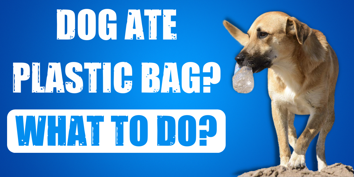 What Happens If A Dog Eats A Plastic Bag