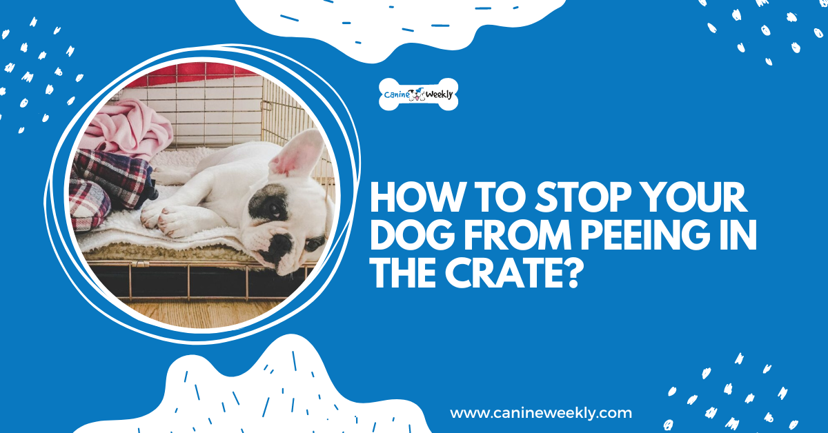 How To Stop A Dog From Pooping In A Crate? Woof Dog atelieryuwa.ciao.jp