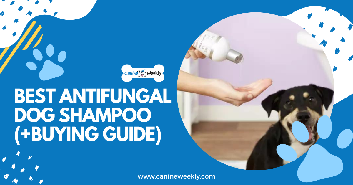 6 Best Antifungal Dog Shampoo (+Buying Guide)