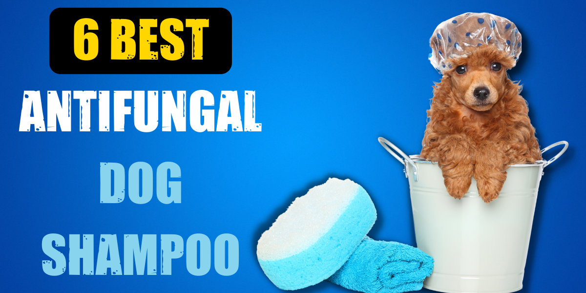 6 Best Antifungal Dog Shampoo (+Buying Guide) - CanineWeekly.com